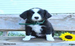Border Collie dogs for sale: Reign - Image 1