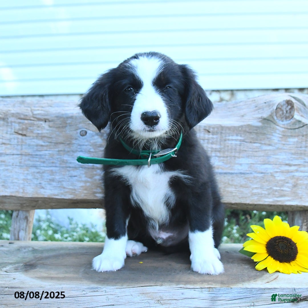 Border Collie dogs for sale: Reign - Image 1