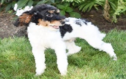 Miniature Poodle dogs for sale: Amos - Image 22