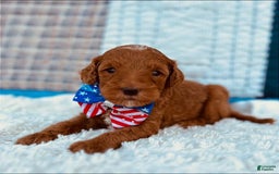 Mini Goldendoodle dogs for sale: Missy Mini F1b - Image 1