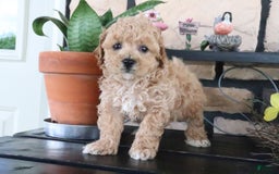Shihpoo dogs for sale: Aaron - Image 4
