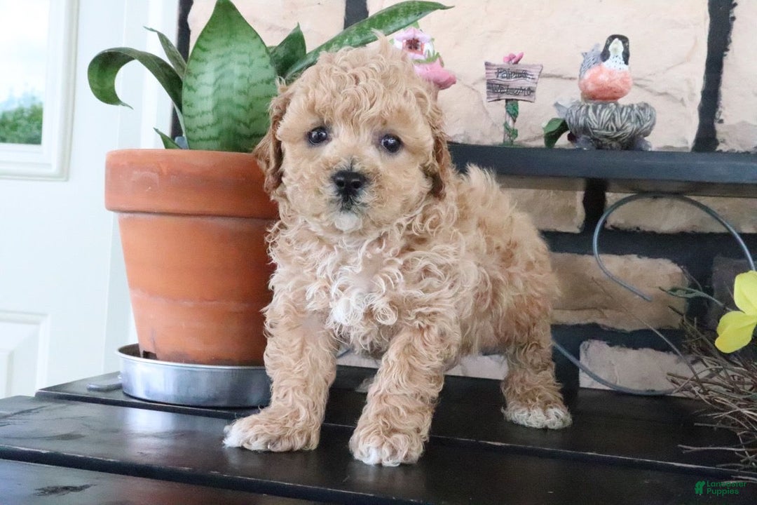Shihpoo dogs for sale: Aaron - Image 4