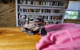 Portuguese Water Dog dogs for sale: Speckles - Image 1