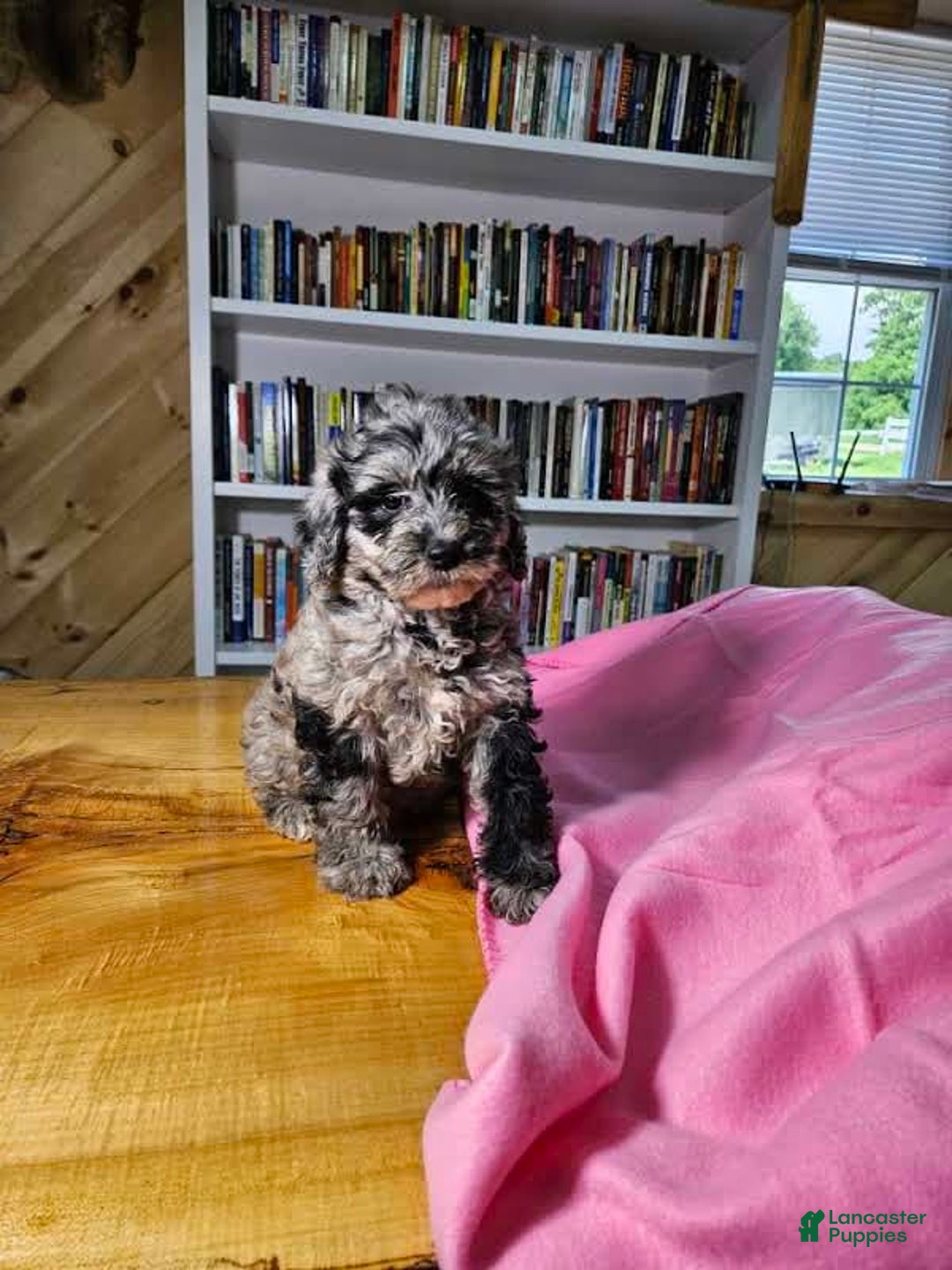 Portuguese Water Dog dogs for sale: Speckles - Image 1