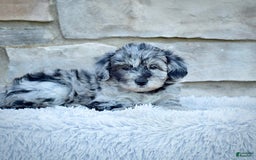 Mini Goldendoodle dogs for sale: Ms. Mia - Image 5