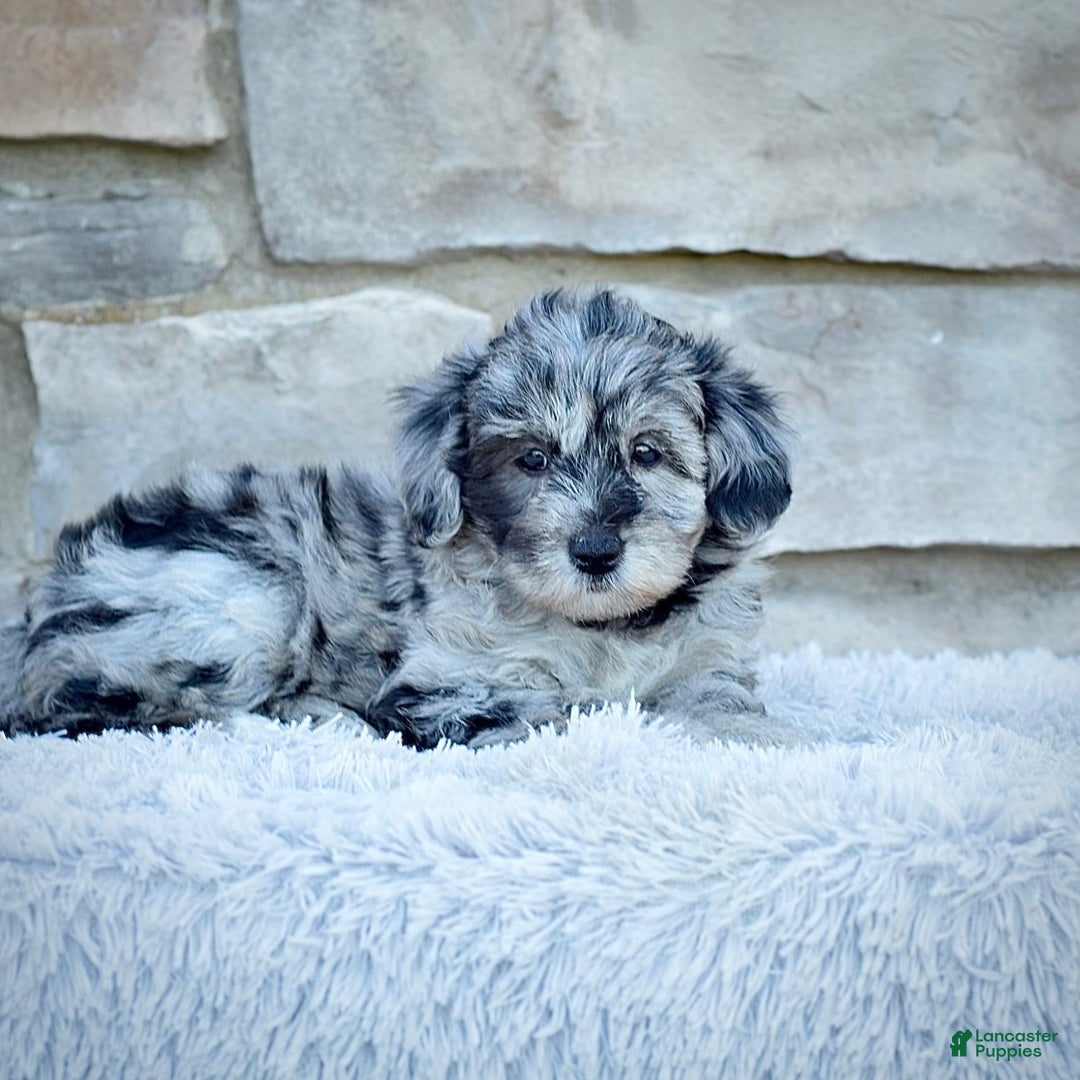 Mini Goldendoodle dogs for sale: Ms. Mia - Image 5