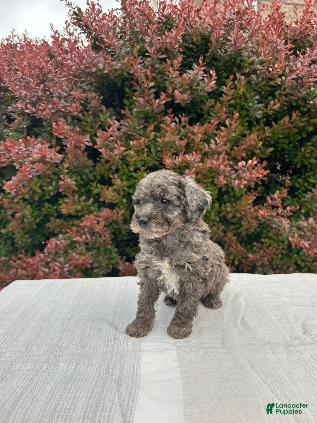 Miniature Poodle dogs for sale: Tasha - Image 5