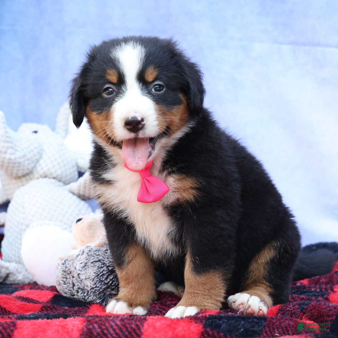 Bernese Mountain Dog dogs for sale: Sweetheart - Image 24