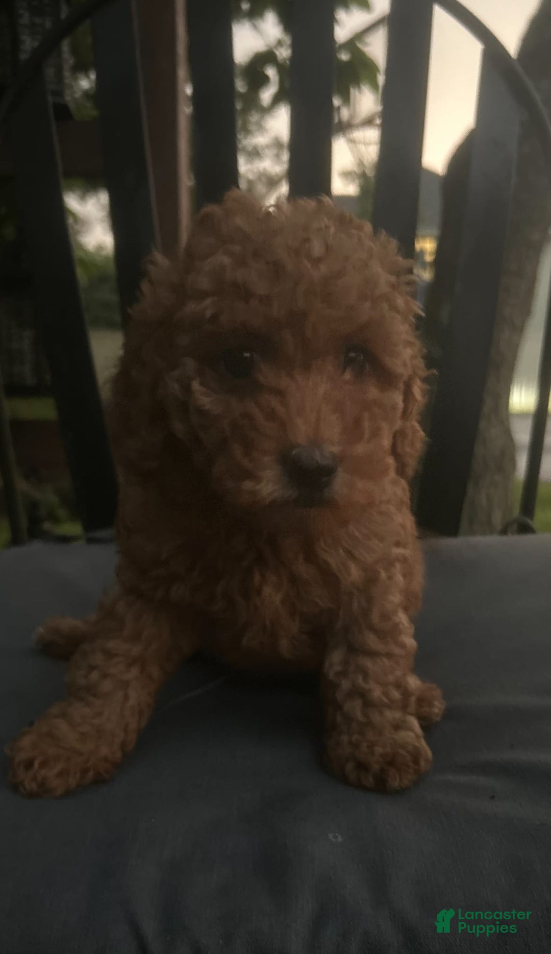 Cockapoo dogs for sale: Koko - Image 8