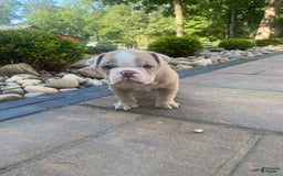 English Bulldog dogs for sale: Champ - Image 3