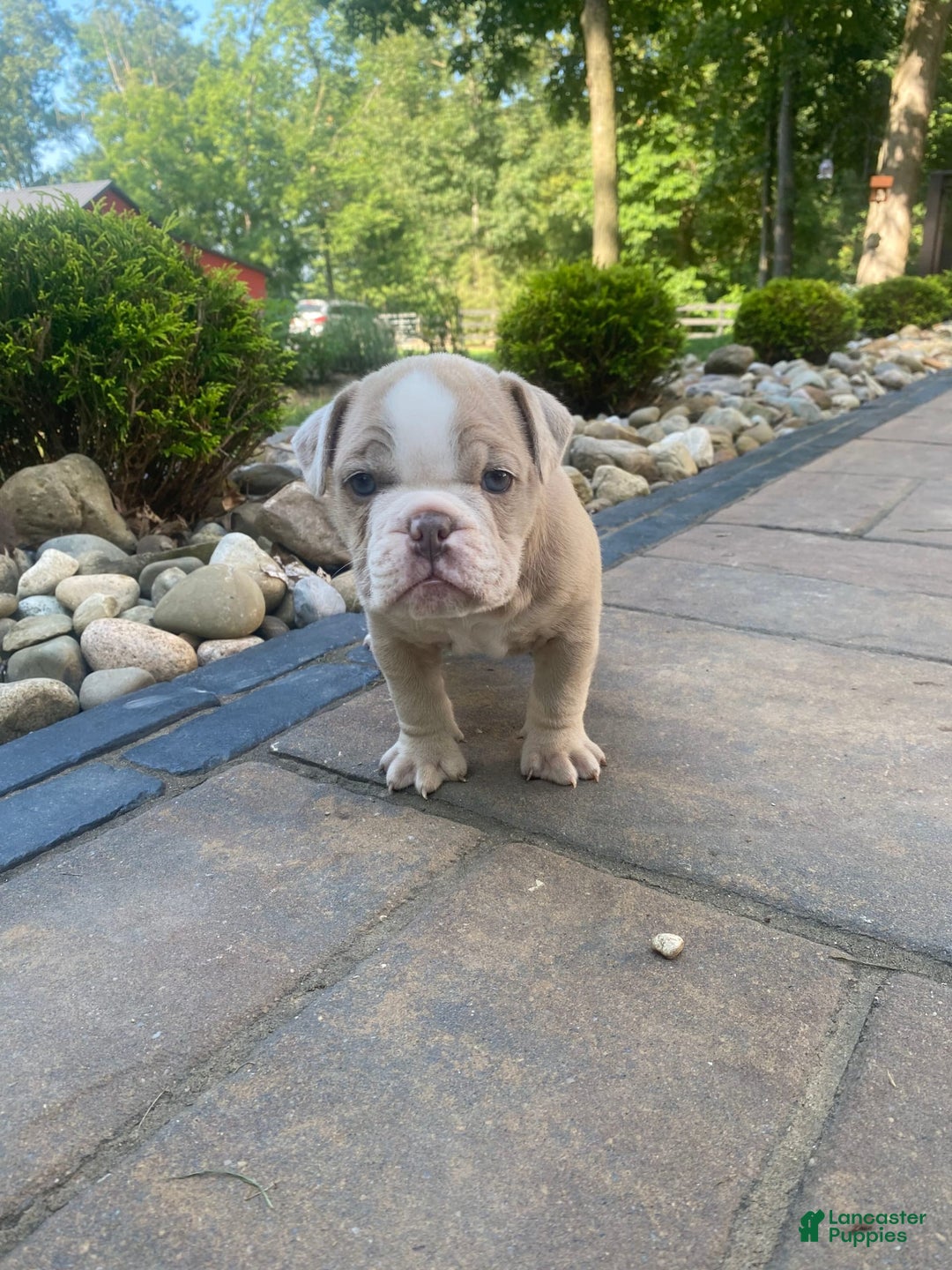 English Bulldog dogs for sale: Champ - Image 3