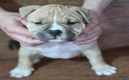 American Bully dogs for sale: National Champion Jack - Image 25