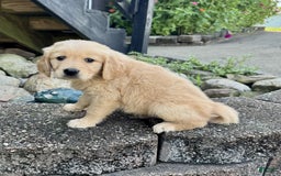 Golden Retriever dogs for sale: Fenn - Image 5