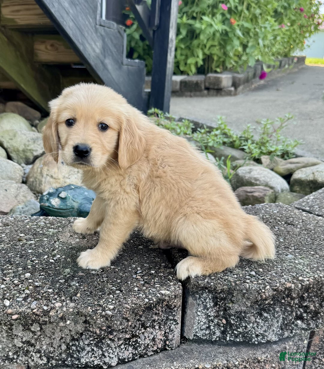 Golden Retriever dogs for sale: Fenn - Image 5
