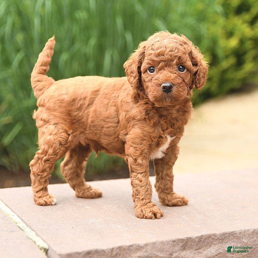 Cockapoo dogs for sale: Mickey - Image 4
