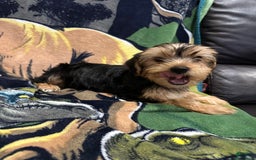 Yorkshire Terrier dogs for sale: Blue2 - Image 2