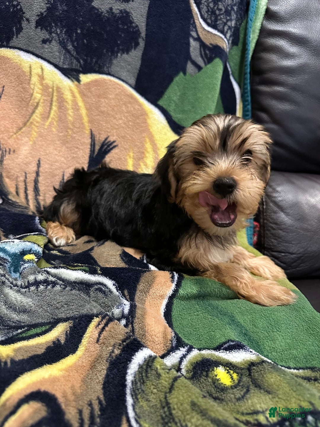 Yorkshire Terrier dogs for sale: Blue2 - Image 2