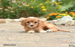 Cavapoo dogs for sale: Avalon - Image 2