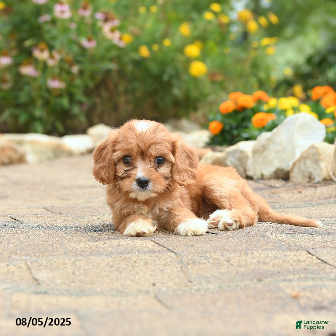 Cavapoo dogs for sale: Avalon - Image 2