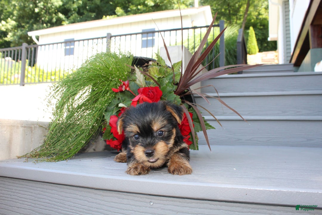 Yorkshire Terrier dogs for sale: Tiny Tim - Image 4