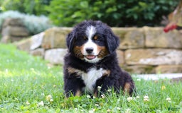 Bernese Mountain Dog dogs for sale: Champ - Image 5