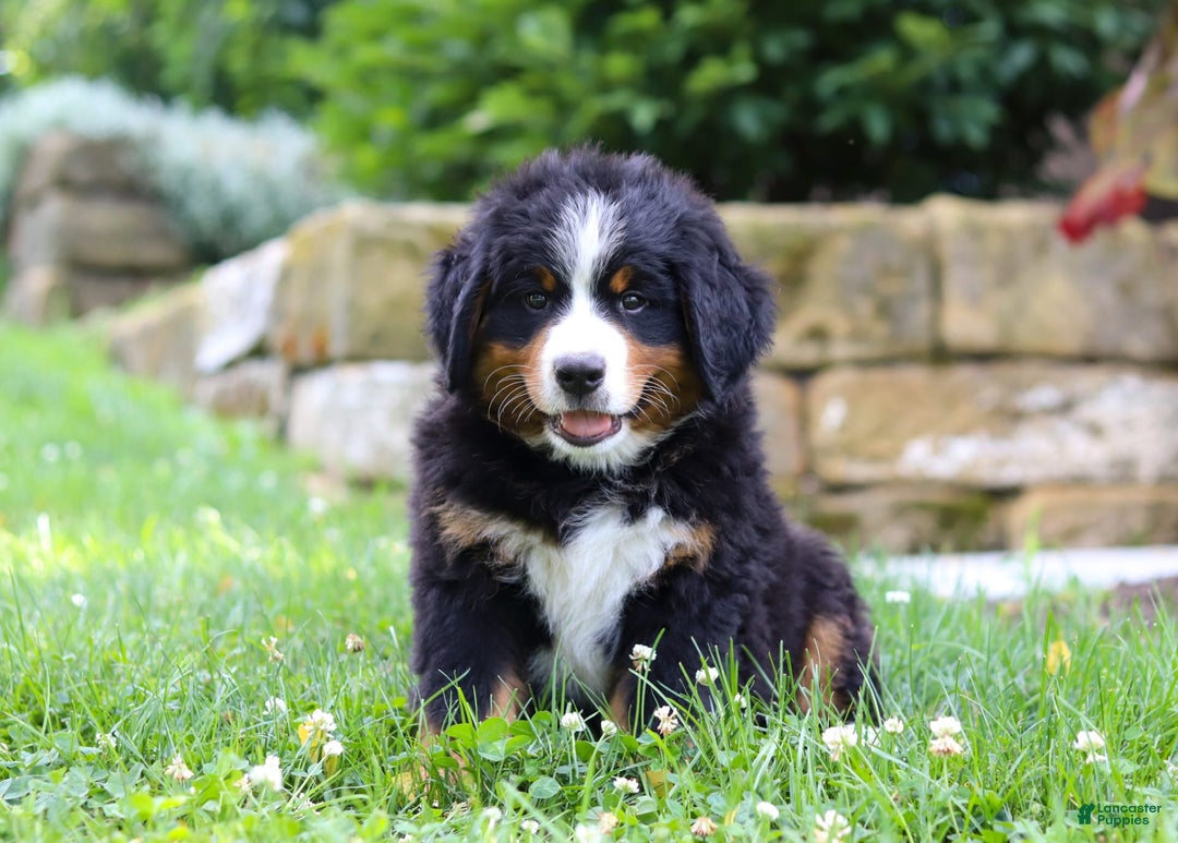 Bernese Mountain Dog dogs for sale: Champ - Image 5