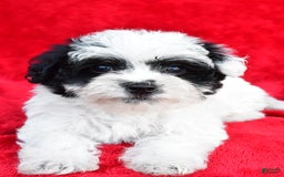 Yorkiepoo dogs for sale: Polly - Image 6