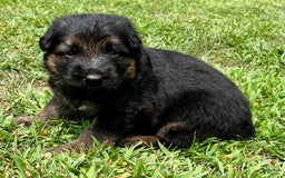 German Shepherd dogs for sale: Boy - Image 12