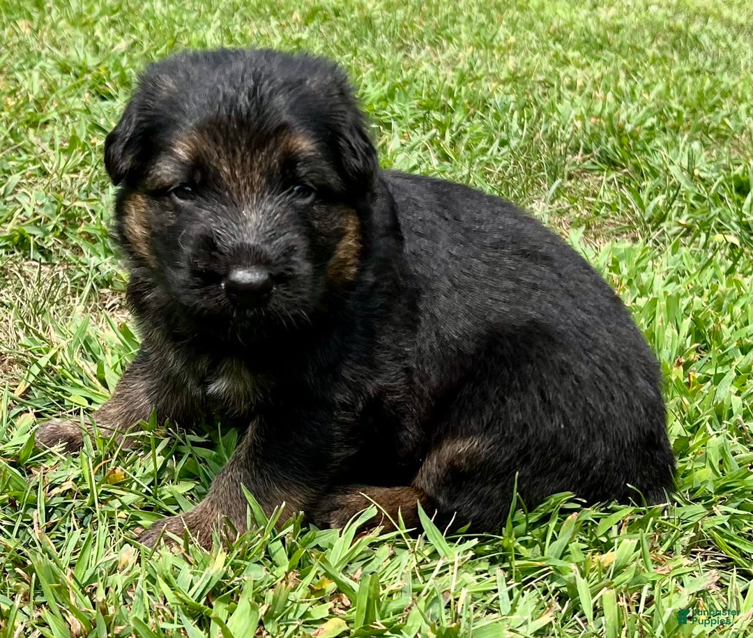 German Shepherd dogs for sale: Boy - Image 12