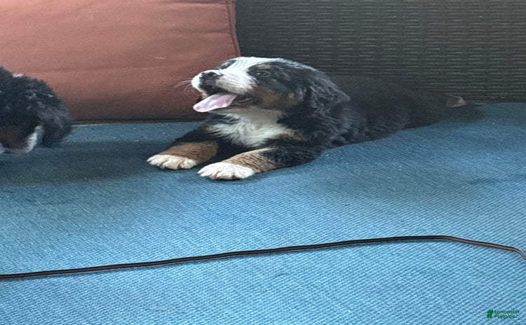 Bernese Mountain Dog dogs - Advert 37