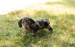 Miniature Dachshund dogs for sale: Macy - Image 8