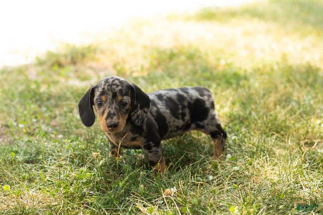 Miniature Dachshund dogs for sale: Macy - Image 8