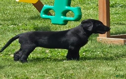Labrador Retriever dogs for sale: Clover - Image 4