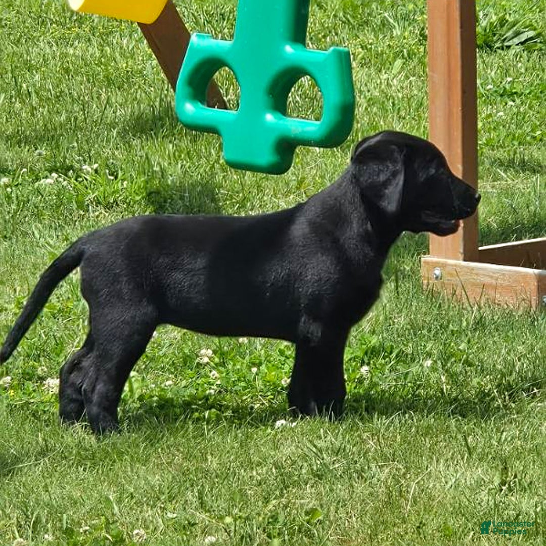 Labrador Retriever dogs for sale: Clover - Image 4