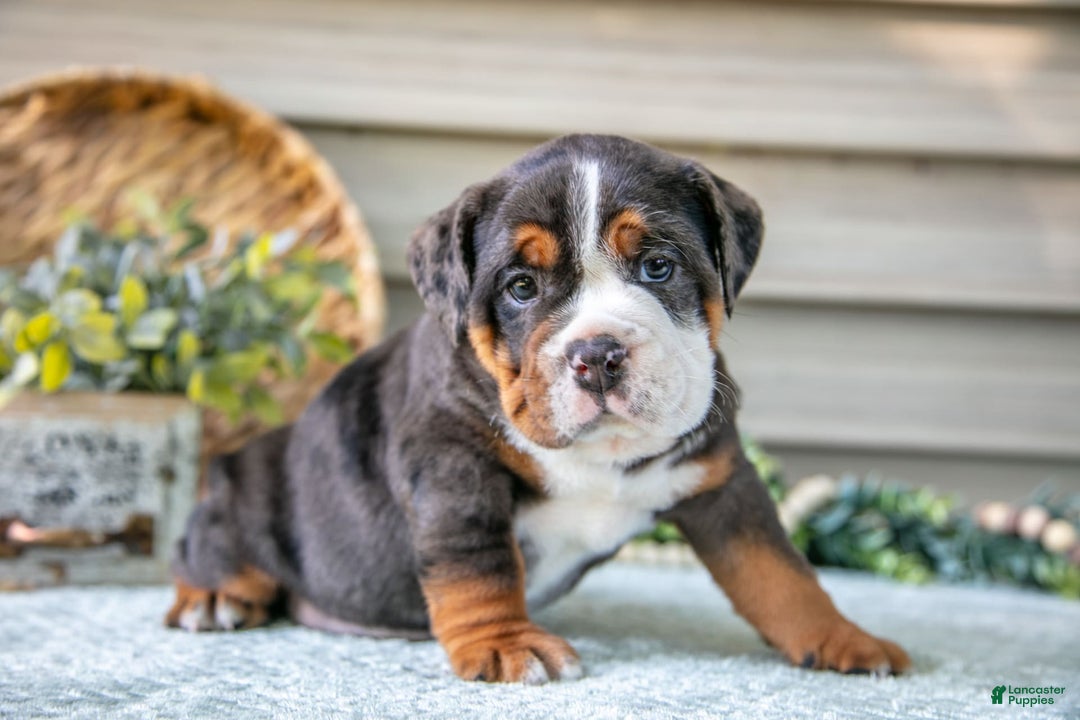 Beabull dogs for sale: Storm - Image 5
