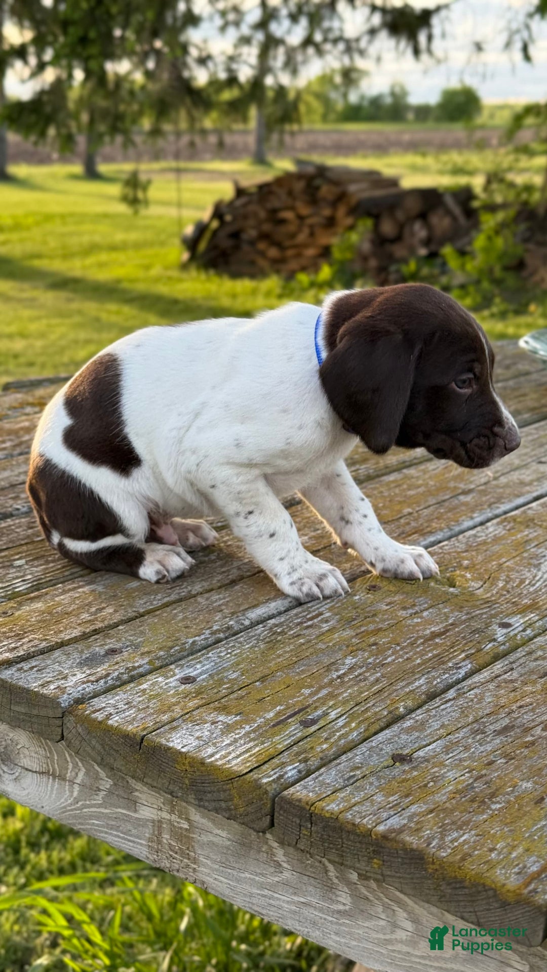 German Shorthaired Pointer dogs for sale: Blue Collar - Image 4
