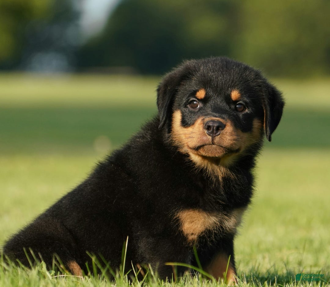Rottweiler dogs for sale: Lilly - Image 3