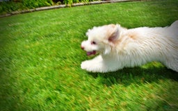 Havapoo dogs for sale: Valiant - Image 5