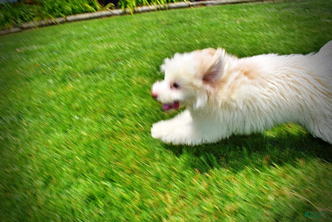 Havapoo dogs for sale: Valiant - Image 5