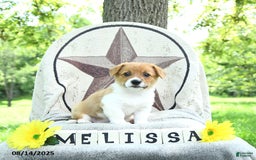 Welsh Corgi Pembroke dogs for sale: Welsh Corgi (Pembroke) 7 puppies - Image 15