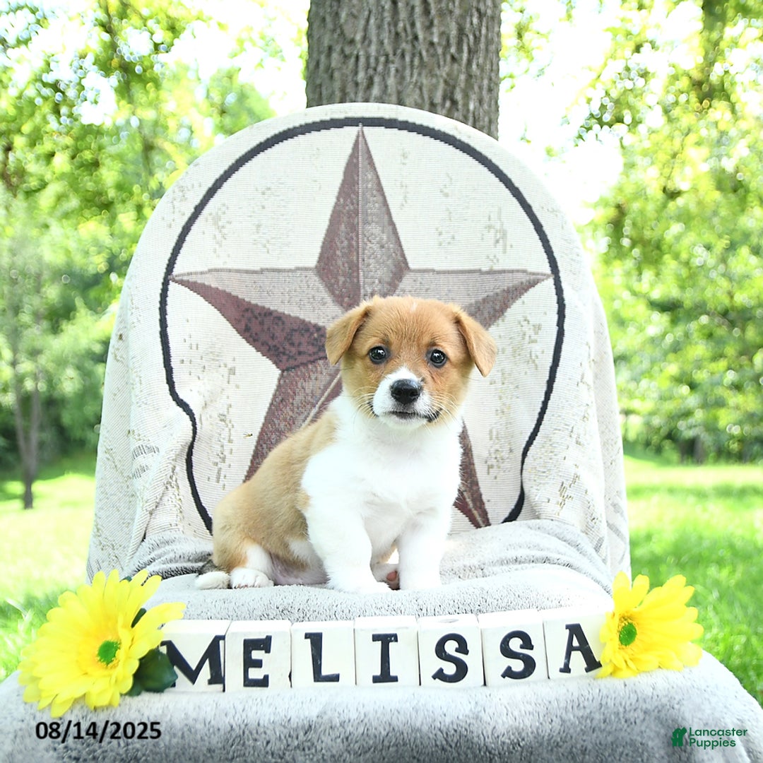 Welsh Corgi Pembroke dogs for sale: Welsh Corgi (Pembroke) 7 puppies - Image 15