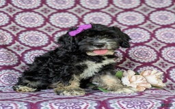 Cockapoo dogs for sale: Charlena - Image 10