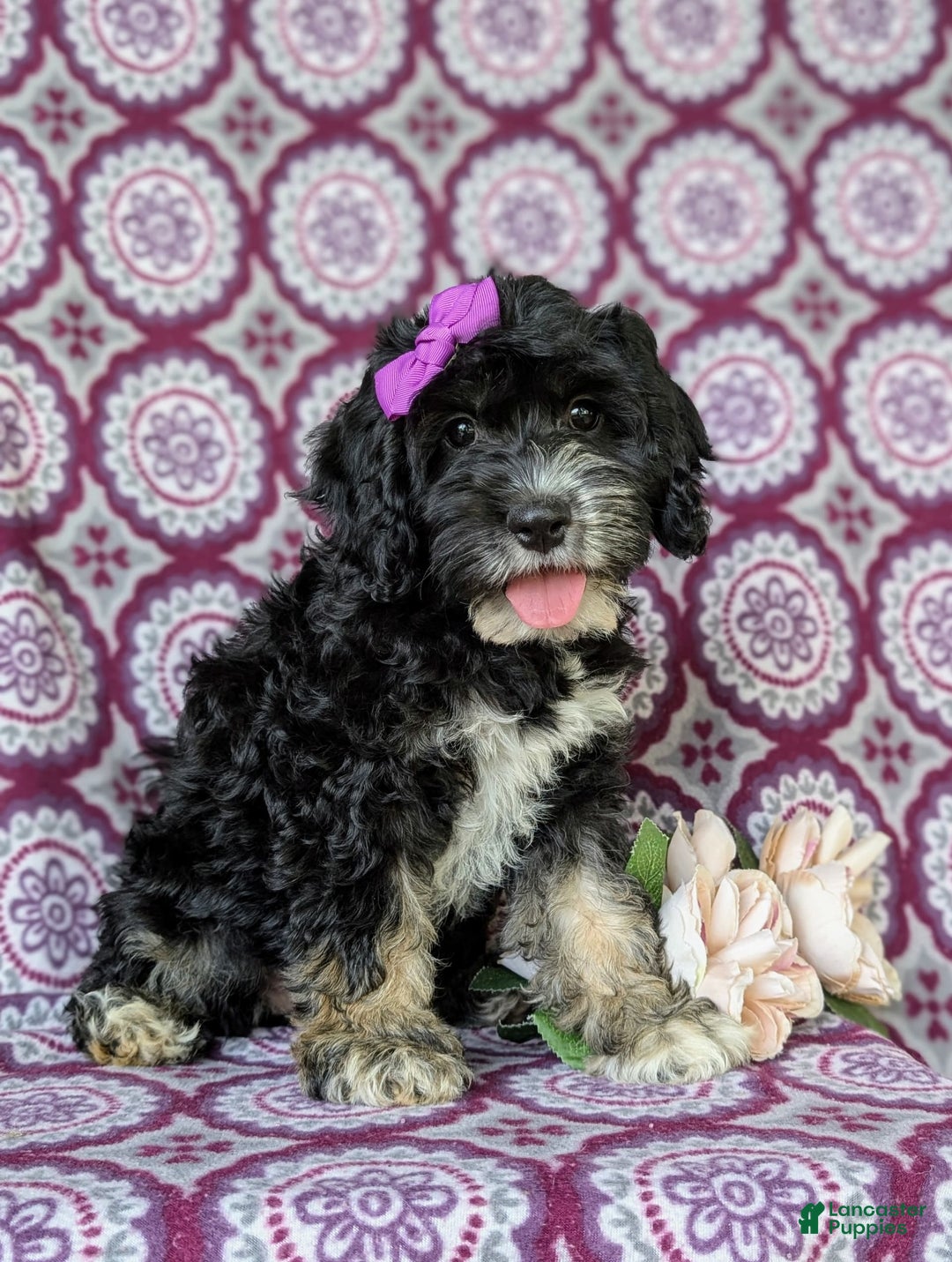 Cockapoo dogs for sale: Charlena - Image 10