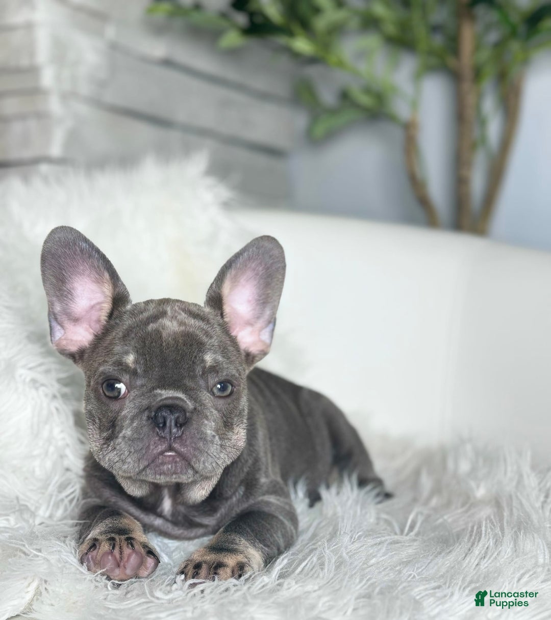 French Bulldog dogs for sale: Izzy - Image 2