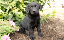 Labrador Retriever dogs for sale: Freda - Image 1