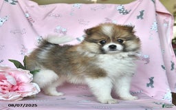 Pomeranian dogs for sale: Mocha - Image 1