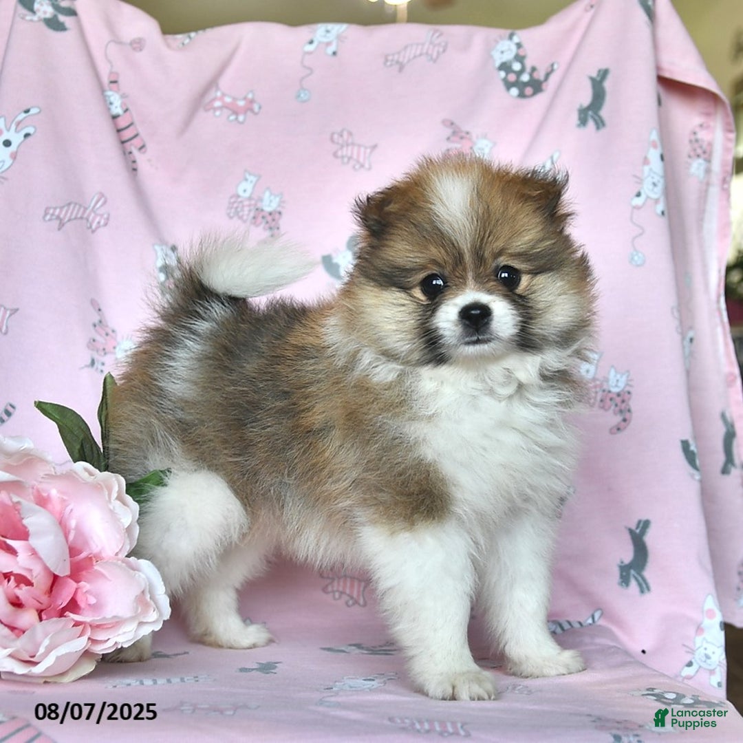 Pomeranian dogs for sale: Mocha - Image 1
