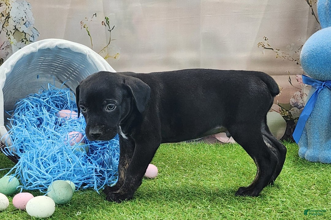 Catahoula Leopard Dog dogs for sale: Juliet 2025 M7 Catahoula puppy - Image 13