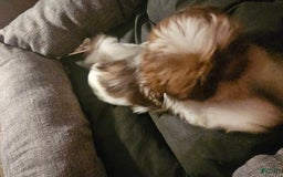 Shih Tzu dogs for sale: Not Named - Image 5