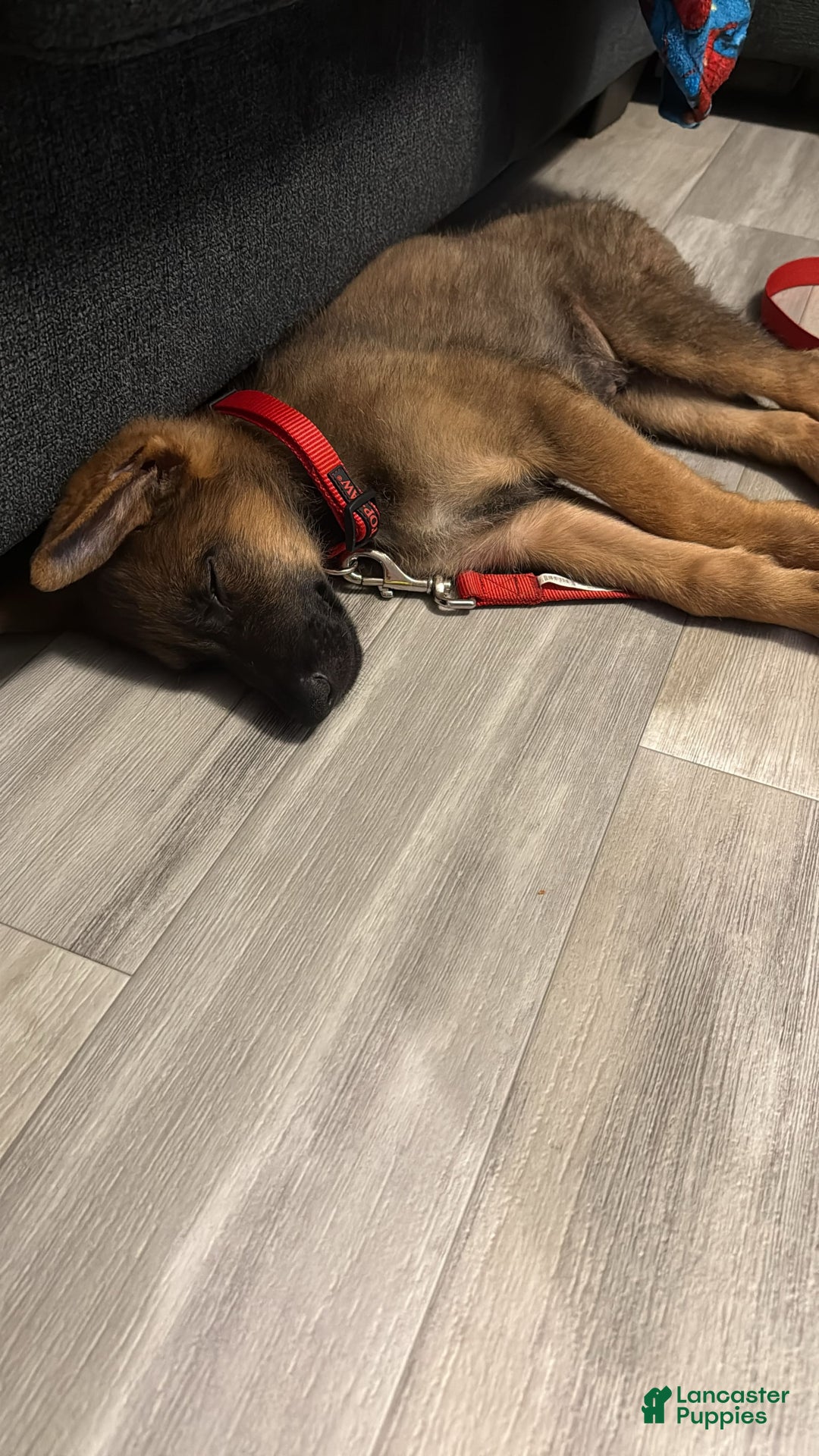 German Shepherd dogs for sale: Caesar - Image 2
